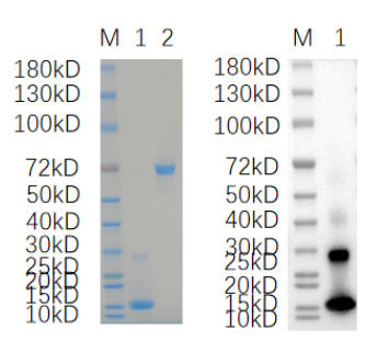 Reducing 4%-20% SDS-PAGE (CBB stained) and WB (Anti-His Mouse Monoclonal antibody) analysis profiles of purified BMP9.
1. BMP9: 1 μg
2. BSA: 1 μg